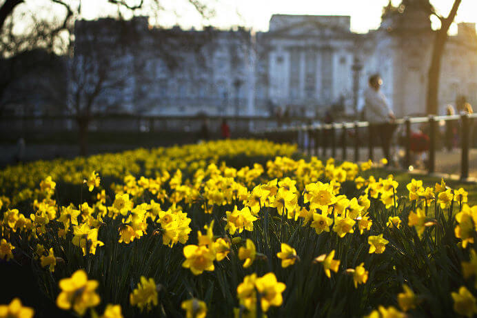 garden maintenance dublin
